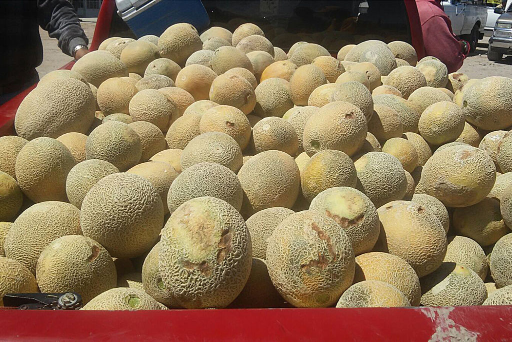 Calidad. Por las plagas la producción de melón tardío no cumple con los estándares de calidad, lo que complica la comercialización. (MARY VÁZQUEZ)