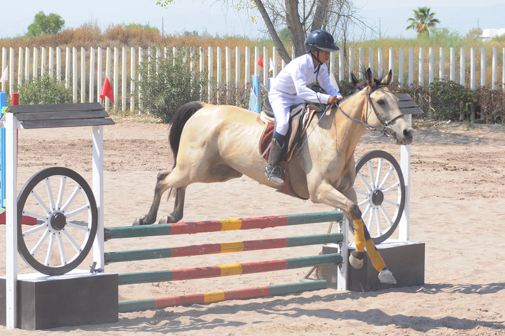 Se acerca a su fin el calendario anual de salto ecuestre. Celebran hoy concurso de salto a caballo