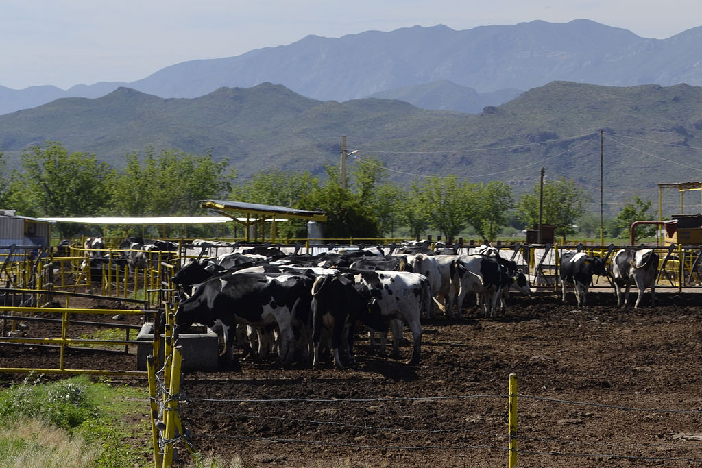 No exportan. En La Laguna predomina el ganado lechero que es más propenso a la tuberculosis. (CLAUDIA LANDEROS)