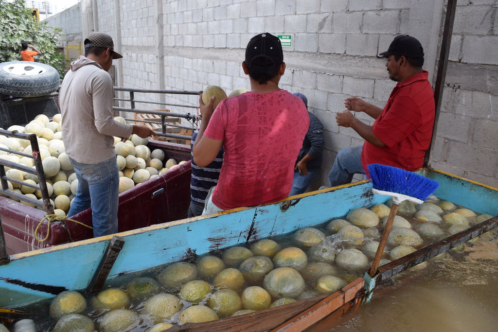 En la última semana el precio del melón alcanzó hasta los 12 pesos kilo, derivado de la baja producción de la fruta que ha provocado que el precio se ''dispare''.