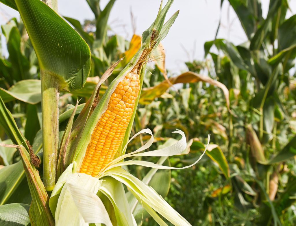 Apoyo. Actualmente 29 asociaciones de agricultores y 19 investigadores del país conforman el movimiento Alianza ProTransgénicos, apoyando el uso de semillas modificadas como el maíz y sorgo.
