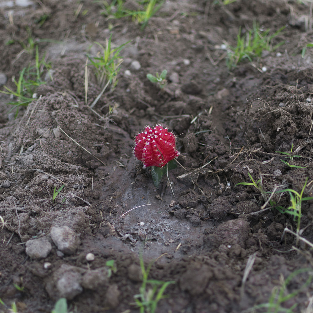 Los riesgos más significativos que afrontan los cactus son la apropiación de tierras para la agricultura y la acuicultura, su utilización industrial, así como el desarrollo residencial y comercial de zonas donde proliferan esas especies. (ARCHIVO)