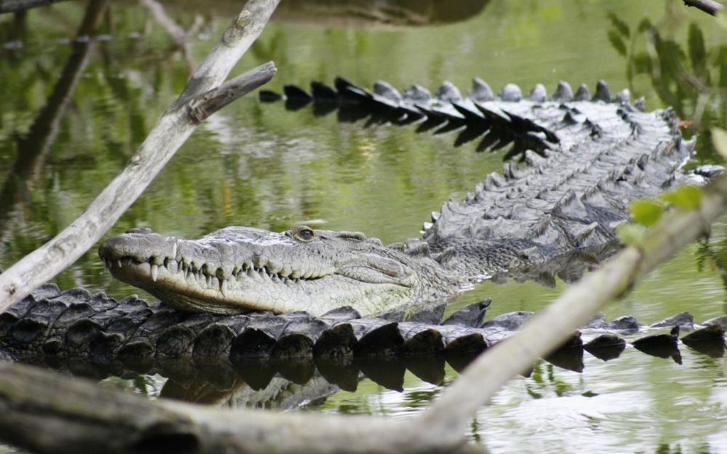 Al parecer los cocodrilos duermen sólo con uno de sus hemisferios cerebrales, mientras el otro permanece vigilante, un fenómeno conocido como unihemispheric. (ARCHIVO)