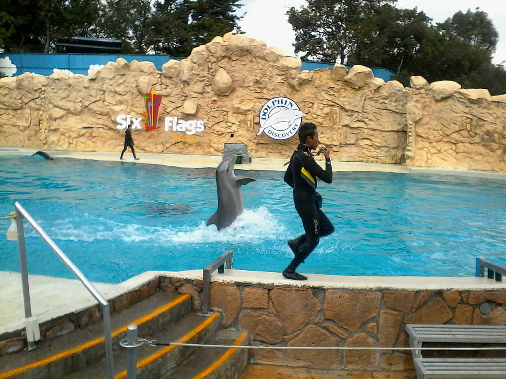 Real. La experiencia de ver y nadar con delfines es para muchos la emoción más grande a experimentar en el parque de diversiones Six Flags, aunque también los juegos mécanicos generan adrenalina.