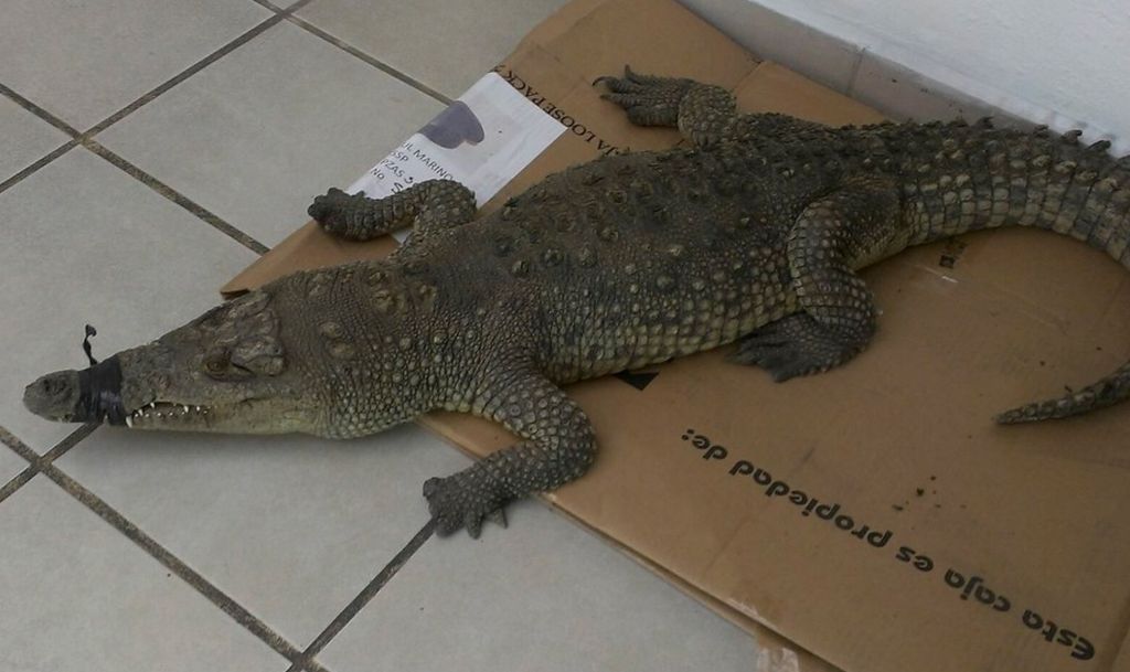 Elementos de la Secretaría de Seguridad Pública del Distrito Federal (SSPDF) acudieron al llamado de una familia en la delegación Coyoacán que encontró un cocodrilo en su azotea.