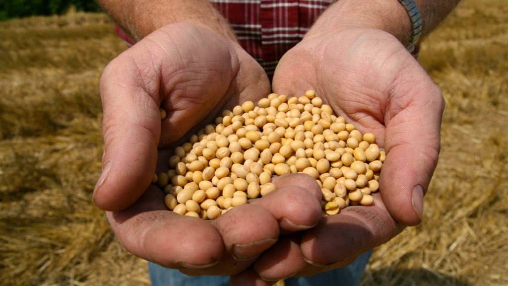 Clave. La decisión de la Corte levantó polvareda entre los ambientalistas y Monsanto.