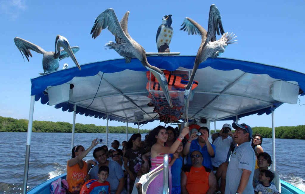 Opciones. Los visitantes pueden tomar la ruta a Teacapan para disfrutar del paseo en bote y dar de comer pescado fresco a los pelícanos sin ningún peligro para los niños. (CORTESÍA)