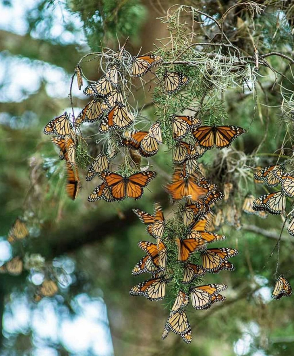 Antes del huracán Patricia se estima que al país habían ingresado colonias de mariposas que ocupaban entre tres y cuatro hectáreas. (ARCHIVO)
