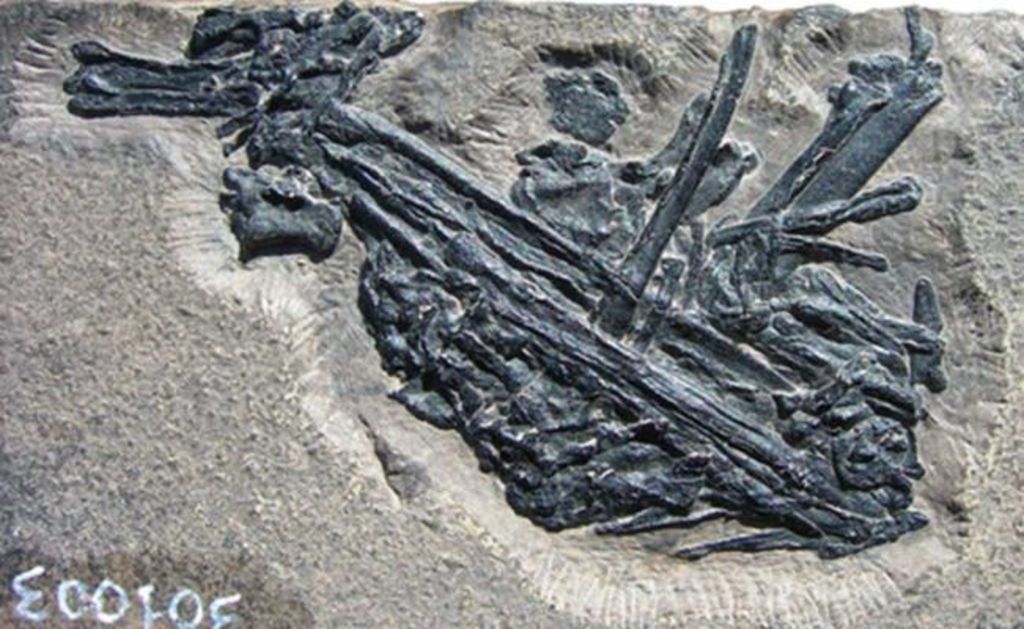 Un equipo internacional de científicos ha identificado, a partir de un vómito fosilizado de pez, un protorosaurio de hace 215 millones de años que fue comido por éste. (INTERNET)
