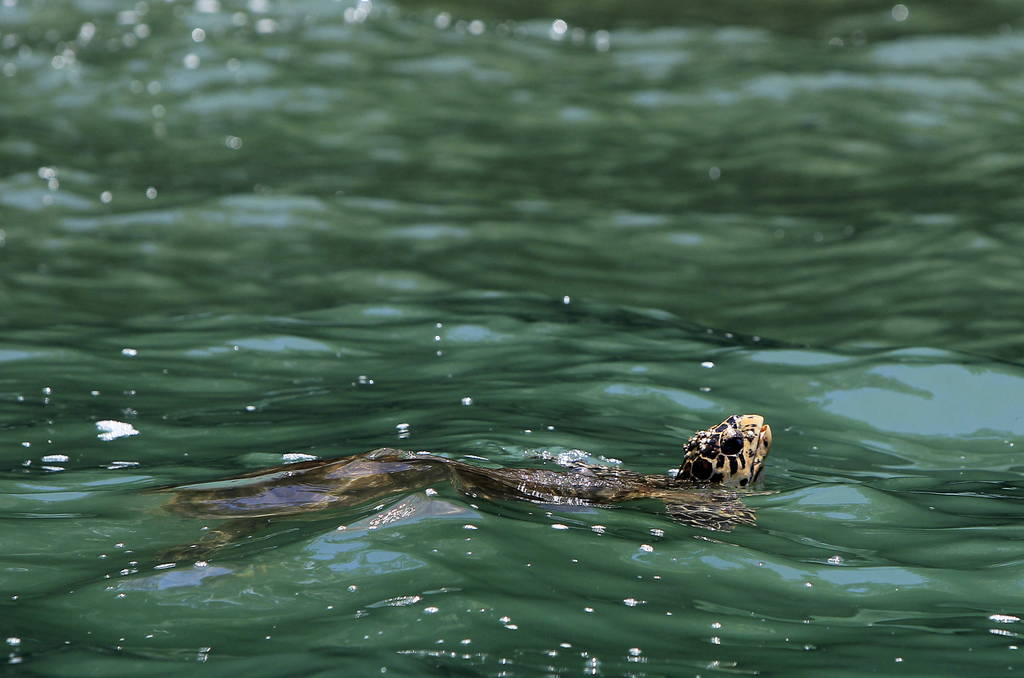 Ecología. Estima la Profepa que existen alrededor de 2.5 millones de tortugas marinas que anidan en la región. 