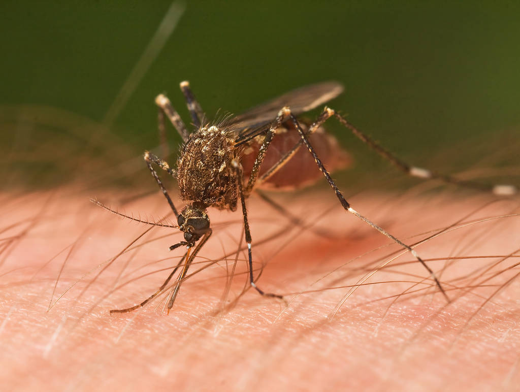 Infección. El virus se propaga a través de la picadura del mosquito Aedes Aegypti mismo que tansmisor del dengue.
