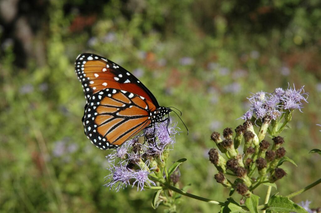 Uno de los principales retos del programa de mariposa monarca es reducir los riesgos que afectan su hibernación y migración. (ARCHIVO)