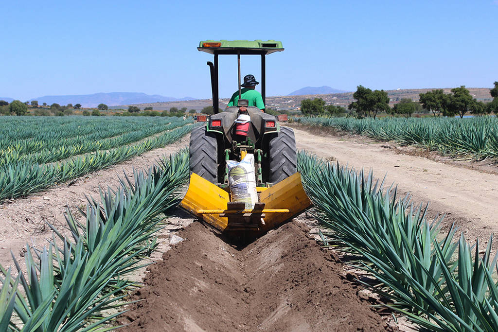 Siembras. Al año, los productores de mezcal requieren 200 hectáreas de plantaciones de agave.