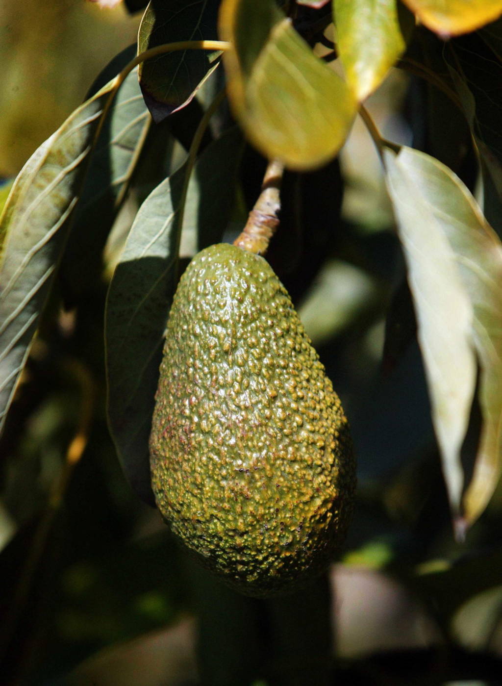 Tour. La APEAM promueve en Canadá el consumo del aguacate con helados y margaritas. (ARCHIVO)