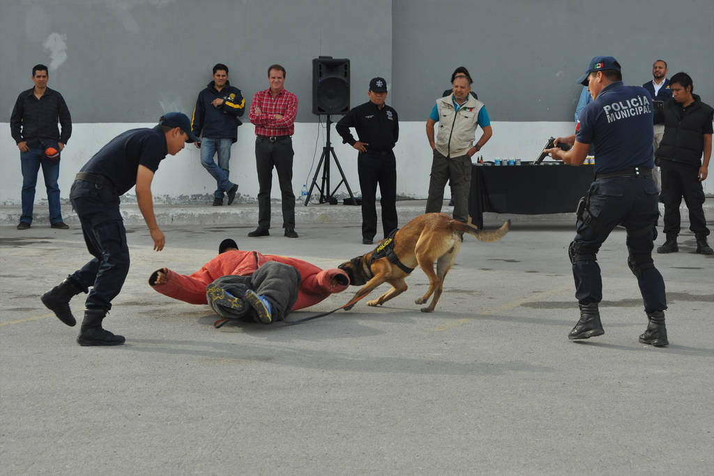 Prueba. Elementos del Escuadrón Canino de Torreón fueron sometidos a una serie de pruebas para alcanzar su primera certificación. (GUADALUPE MIRANDA)
