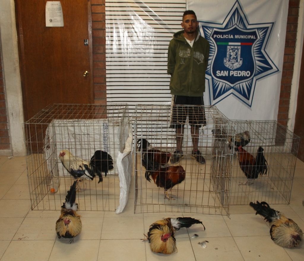 El detenido, los gallos y las jaulas fueron trasladados a los módulos de detención de la DSPM.