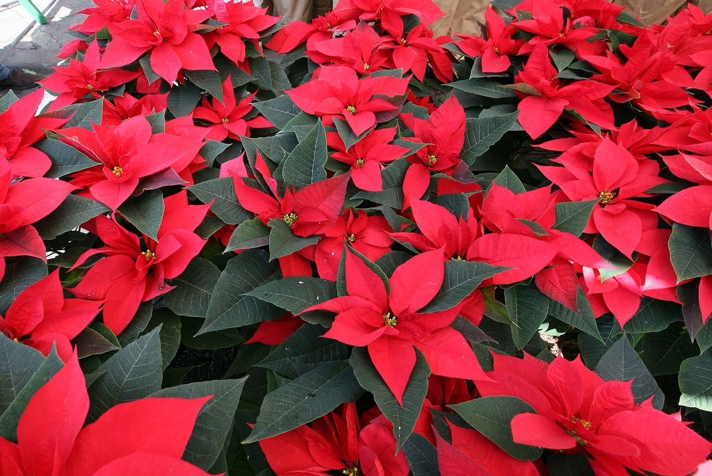 Entre lo mas solicitado en esta temporada están las flores de Noche Buena tanto rojas como blancas así como pinos y pinos pequeños.  (ARCHIVO)
