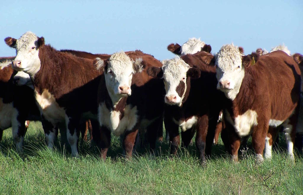 Precio de la carne. Por diferentes cuestiones, ya se prevé un incremento en los precios de la carne de bovino.  