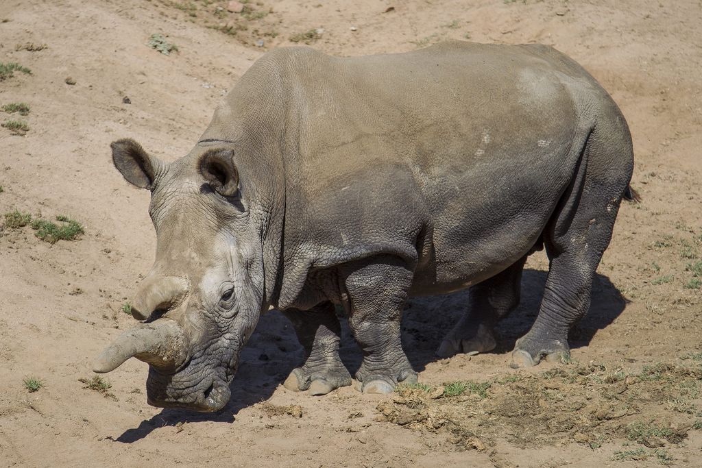 Tras la muerte el pasado 22 de noviembre de Nola, una hembra de 41 años, en el zoo de San Diego (EU), y el 27 de julio pasado de Nabiré, la hembra de 32 años en el zoo de Dvur Králové, la exigua comunidad de rinocerontes blancos del norte se ha reducido a solo tres ejemplares. (EFE)