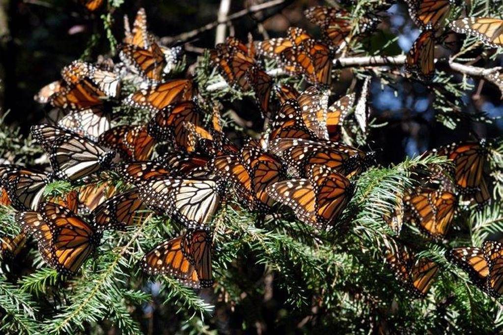 Falta conciencia. Pese a esfuerzos estatales, las mariposas monarcas perdieron áreas de bosques.