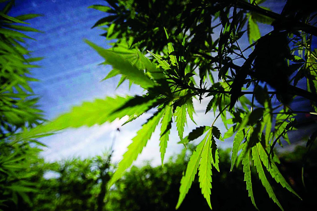 Debate. La legalización del consumo de la marihuana se está convirtiendo en una tendencia global.