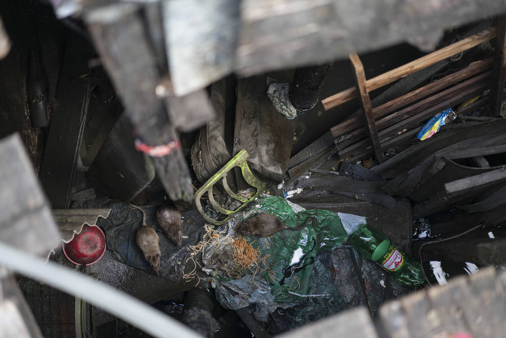 Riesgos. Fotografías muestran el nivel de insalubridad en el que viven los lugares más pobres en Brasil, afectados por el zika.