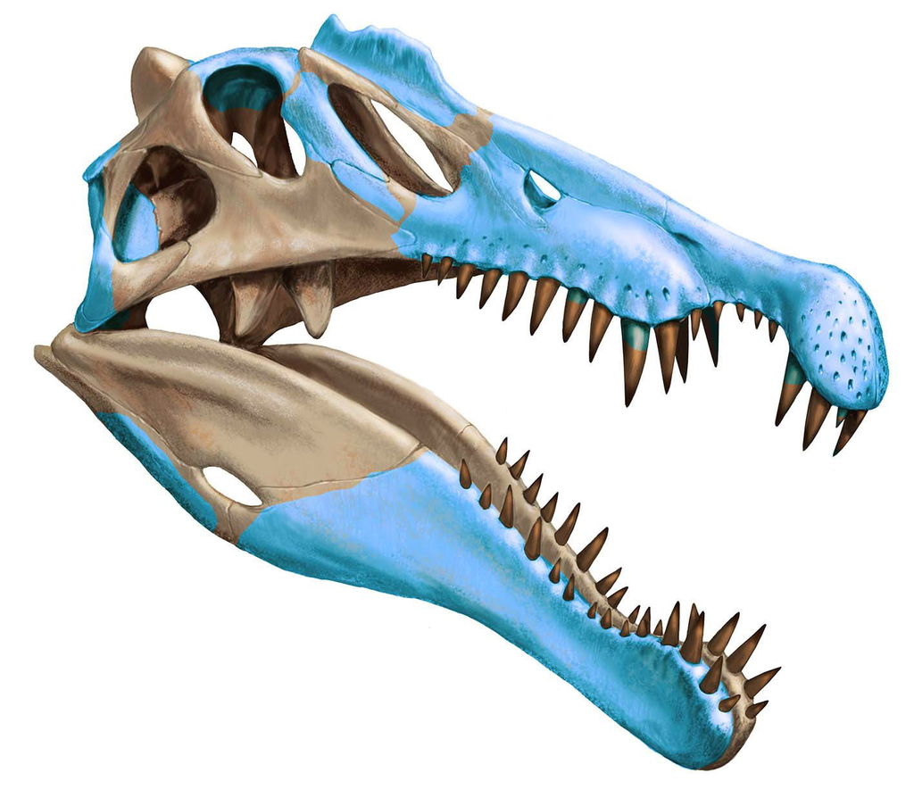 En el Museo de Historia Natural de Berlín el paleontólogo Johannes Müller, en colaboración con científicos de Canadá y Sudán, ha hecho investigaciones destinadas a comprender mejor el cretácico, la época del Spinosaurus. (ARCHIVO)