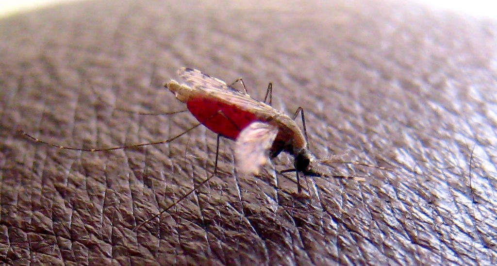 Un mosquito 'Anopheles gambiae', que transmite el parásito que causa malaria. (ARCHIVO)