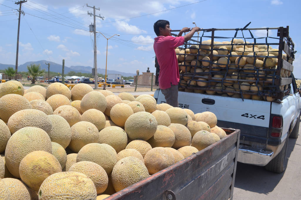 Subsidio. El año pasado se subsidió el 50 por ciento del costo de la semilla y este año también apoyarán a los meloneros. (MARY VÁZQUEZ)