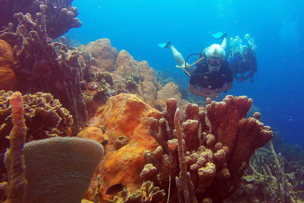 Al restaurar la química del agua a sus condiciones preindustriales -menos ácida y más alcalina-, el crecimiento de los corales provocado por procesos de calcificación es mayor. (ARCHIVO)