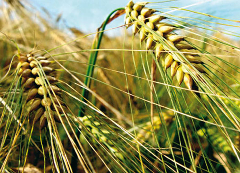 Reconversión. Plantean el cultivo de cebada como una alternativa óptima para varios municipios duranguenses.