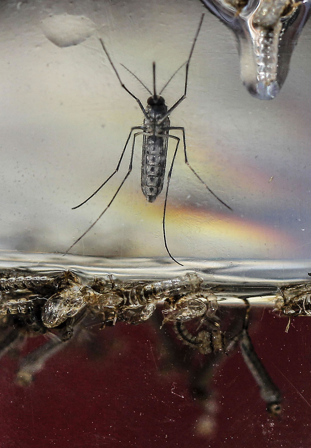 Las sociedades nacionales de la Cruz Roja en Latinoamérica y el Caribe movilizarán a su red de voluntarios en esta campaña para mostrar a la comunidades cómo remover los criaderos del mosquito y sus huevos. (ARCHIVO)