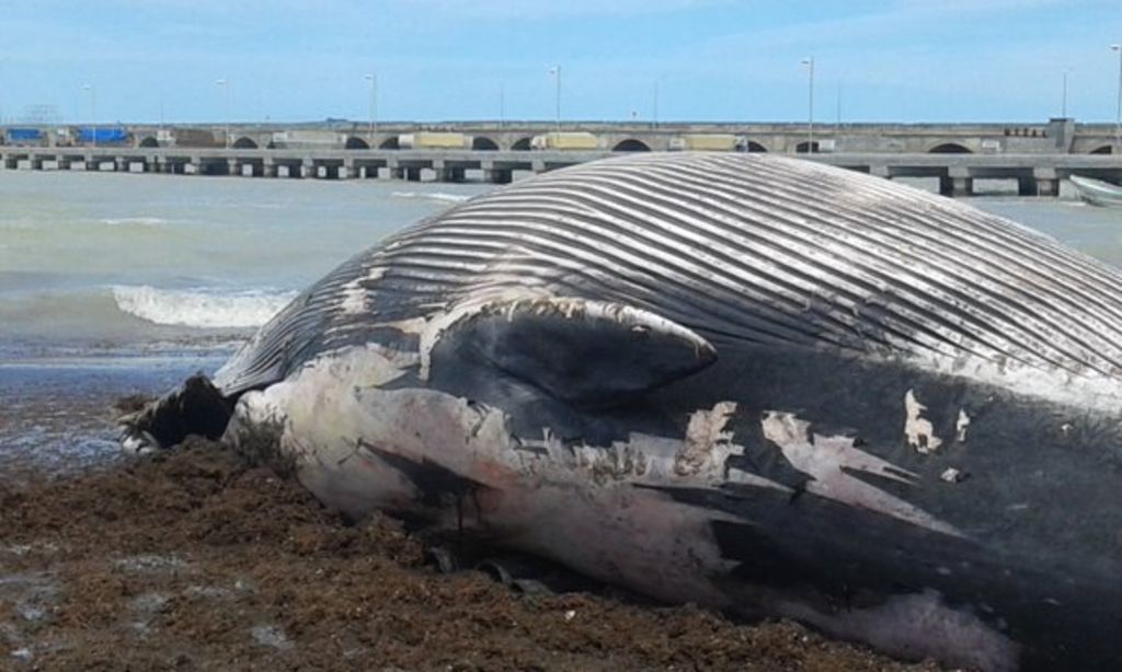 Inspectores federales de la delegación de Profepa en la entidad se presentaron en el lugar, donde encontraron el cadáver de un ejemplar adulto de ballena jorobada (Megaptera novaeangliae) de 14 metros de largo. (TWITTER)