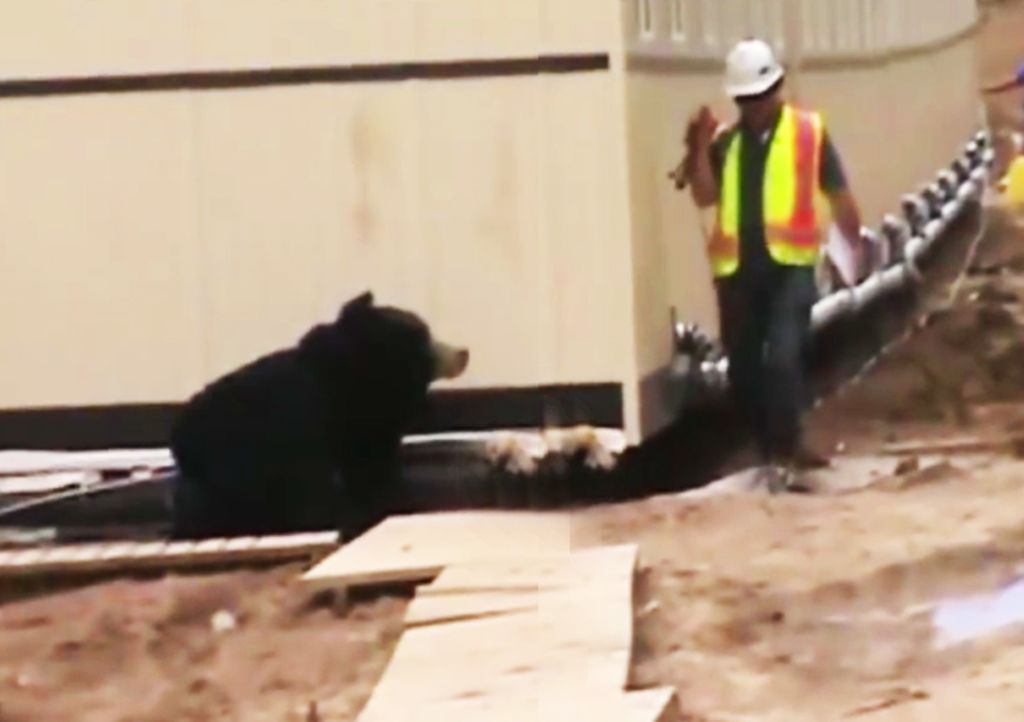 El falso oso logró, efectivamente, espantar al inocente trabajador. (YOUTUBE)