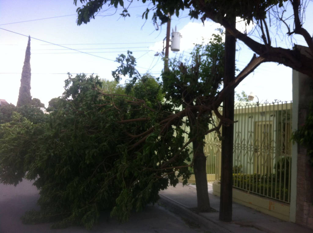 Daños. Vientos causaron afectaciones en árboles de diversos sectores, además cables caídos y hasta una barda colapsada. (EL SIGLO DE TORREÓN)