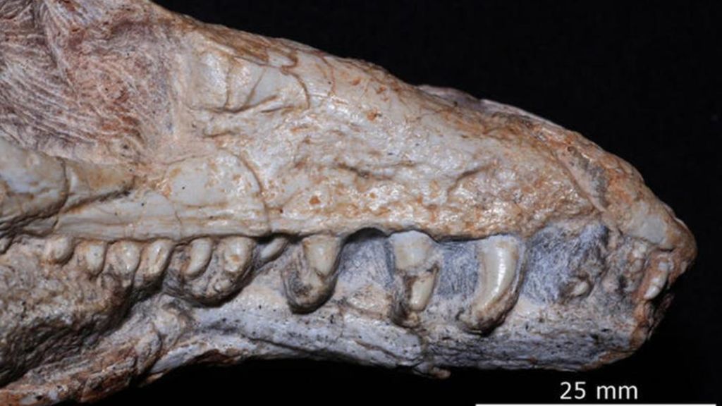 El Teyujagua era un cuadrúpedo, de aproximadamente 1.5 metros de longitud, con dientes curvados muy afilados y con forma de sierra, lo que indica que su dieta era carnívora. (INTERNET)