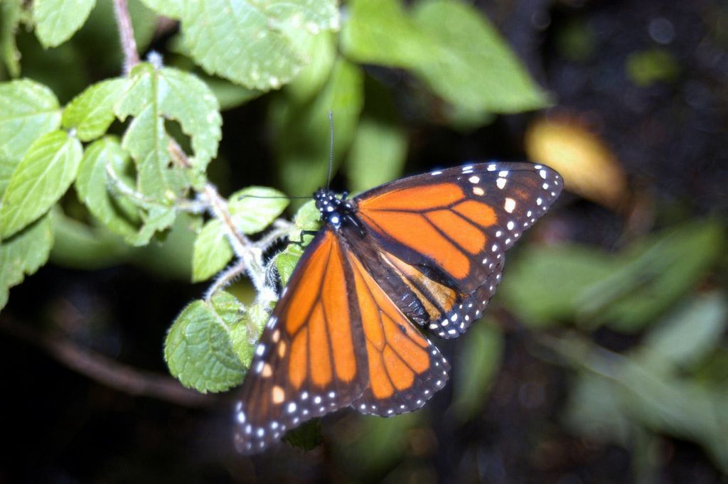 Las mariposas Monarca migran más de cuatro mil kilómetros desde Canadá y Estados Unidos para establecer sus colonias en los bosques templados de oyamel en los límites de Michoacán y el Estado de México. (ARCHIVO)