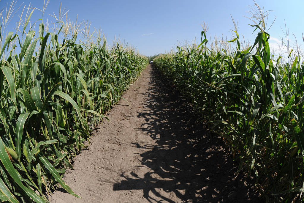 Superficies. En La Laguna de Durango predominarán los cultivos de maíz y sorgo en el ciclo agrícola que está por iniciar. (ARCHIVO)