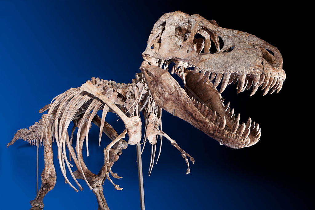 Hasta ahora, poco se sabía de cómo los tiranosaurios, entre ellos el rex se convirtieron en los depredadores gigantes e inteligentes que dominaron la Tierra hace unos 66 millones de años. (ARCHIVO)