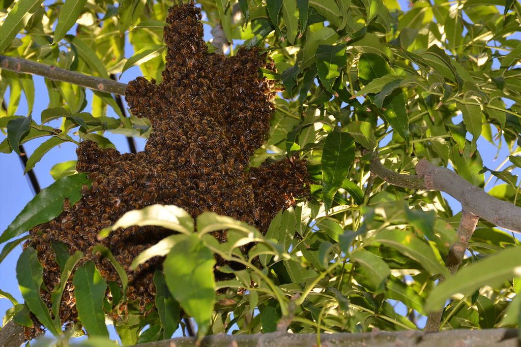 Solución. Hoy se reunirán los apicultores con investigadores de la UAAAN en Sagarpa. (ARCHIVO)