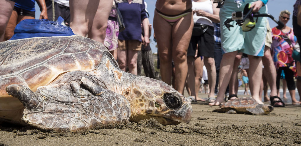 Este ejemplar de 23 kilos es el único superviviente de un grupo de tortugas bobas que vararon en enero en las costas de la isla británica de Jersey. (EFE)
