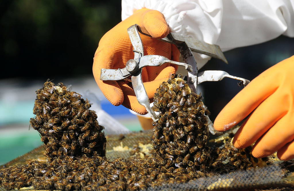 Necesarias. El investigador José Luis Reyes dice que las abejas son invaluables al igual que el ser humano. (ARCHIVO)