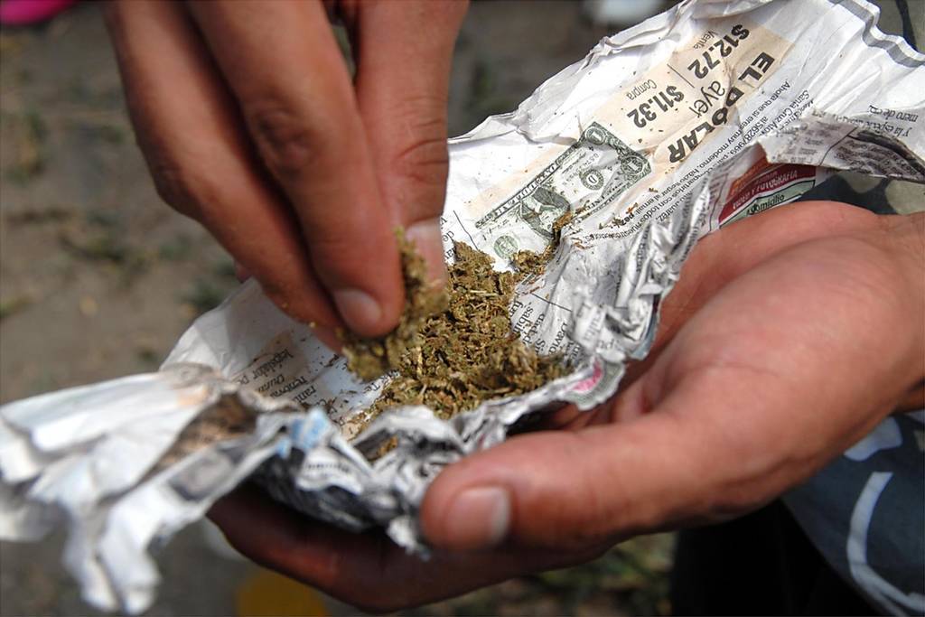 Cannabis. Se han solicitado a la Cofepris el uso lúdico de marihuana en el país, incluyendo Durango.