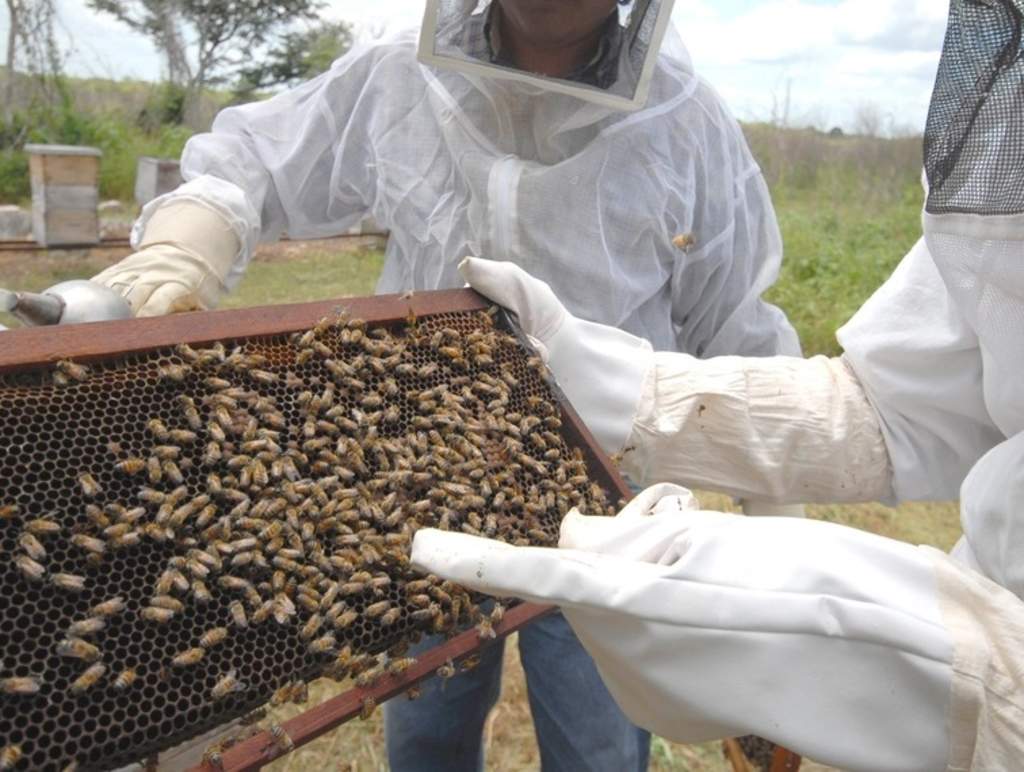 Afectado. El cultivo del algodón es otro más de los que tendrá afectaciones por la mortandad que se ha dado de las abejas. (AGENCIAS)