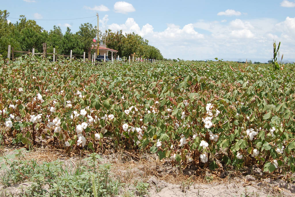 Reunión. Se conforma comité para la erradicación de las plagas del algodón en la región Lagunera.