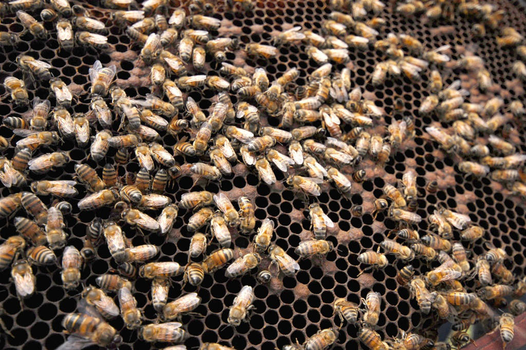 Repoblación. La Sagarpa analiza cuáles son las especies de abejas que se podrían trasladar a la región Lagunera. (AGENCIAS)