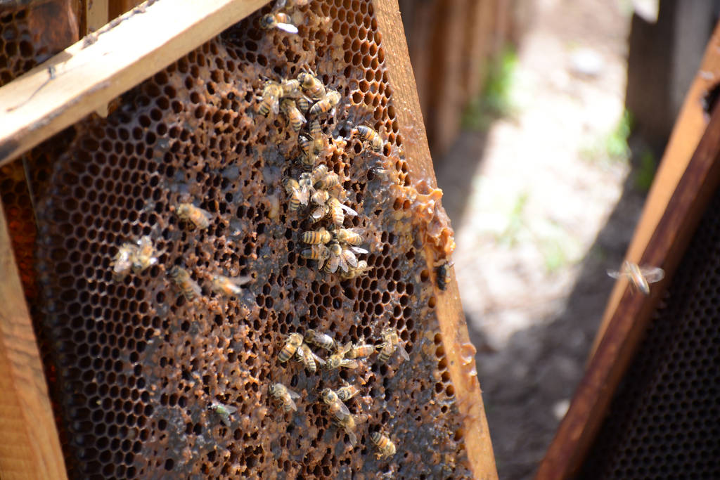 Sobrevivencia. Resguardan y ayudan a abejas que subsistieron para evitar riesgo de mortandad. (ARCHIVO)