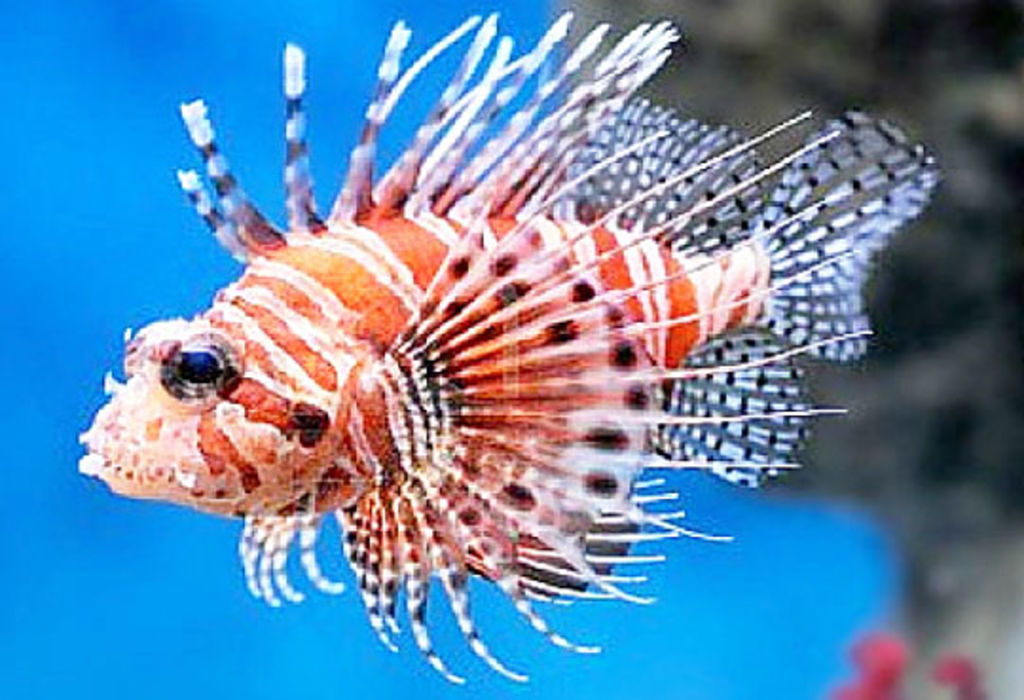 El pez león, especie originaria del Océano Índico y el Pacífico Occidental, se alimenta de peces, langostas, crustáceos juveniles y está impactando los arrecifes coralinos y la biodiversidad. (INTERNET)