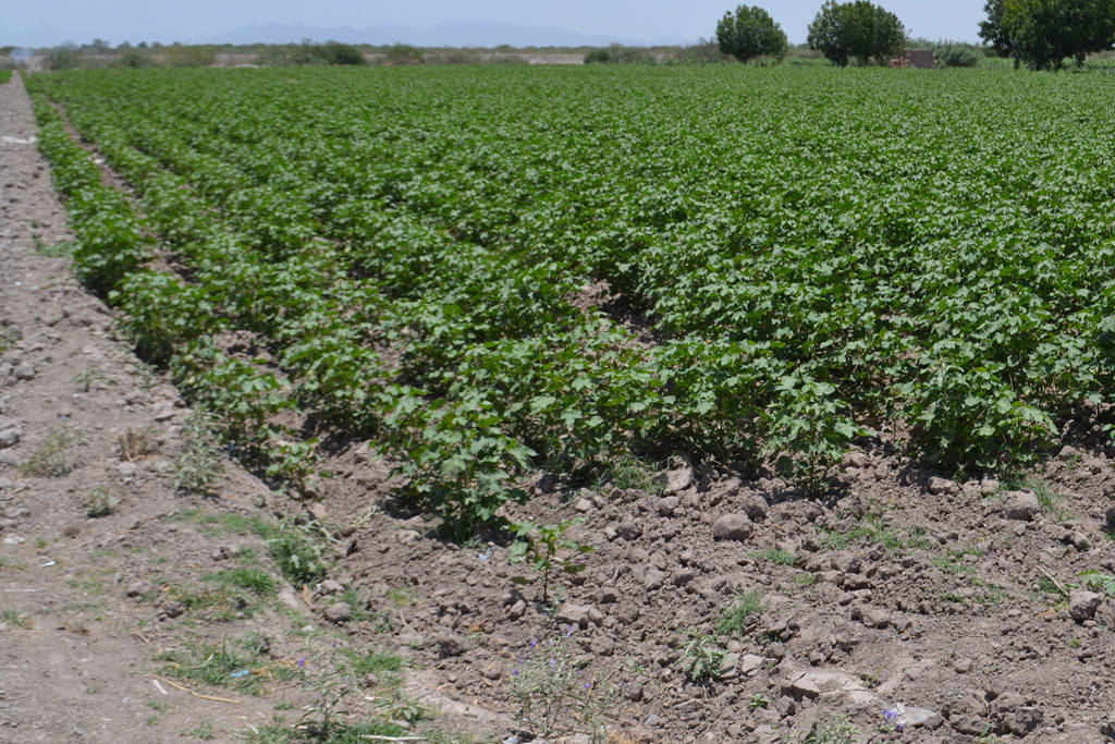 Avances. Actualmente, se tienen establecidas únicamente 500 hectáreas de este cultivo en la región para los municipios del lado de Durango, por lo que esperan alcanzar las mil 500 hectáreas. (EL SIGLO DE TORREÓN)