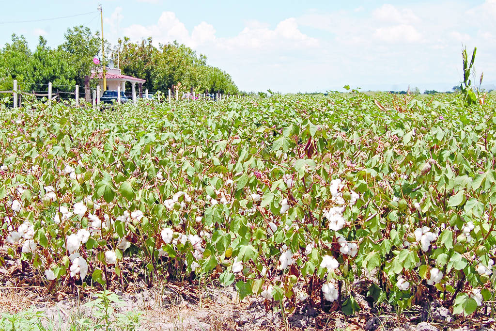 Acciones. Se coordinaran Coahuila y Durango para llevar a cabo las acciones fitosanitarias para erradicar plagas de algodón. (EL SIGLO DE TORREÓN)